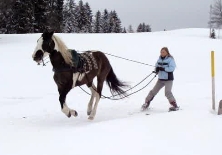 Skijöring fahren